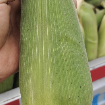 大量代办各种水果玉米