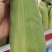 大量代办各种水果玉米