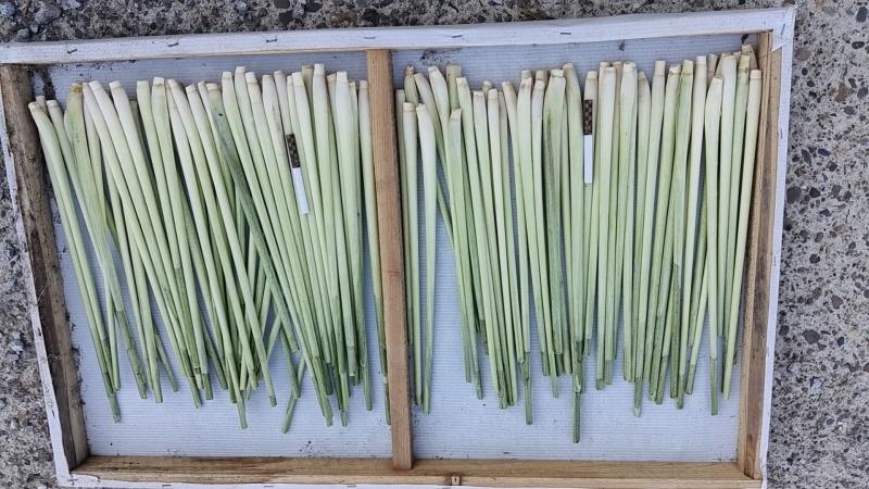 香茅草