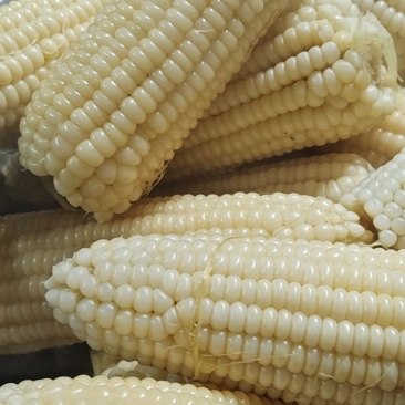 高原鲜食甜糯玉米