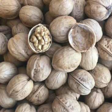 185纸皮核桃