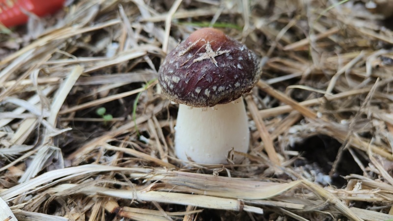 赤松茸