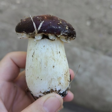 赤松茸