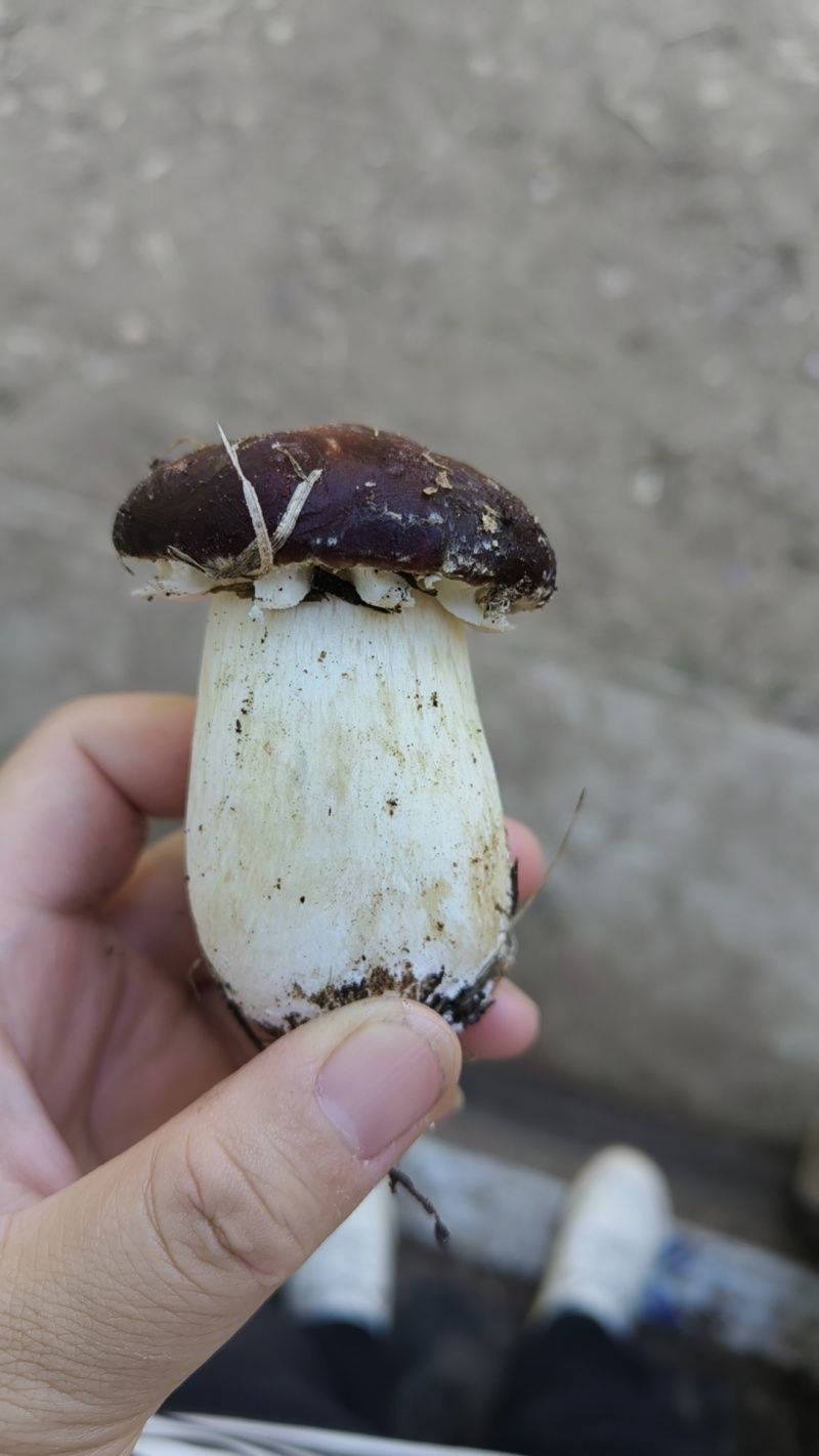 赤松茸