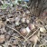 赤松茸