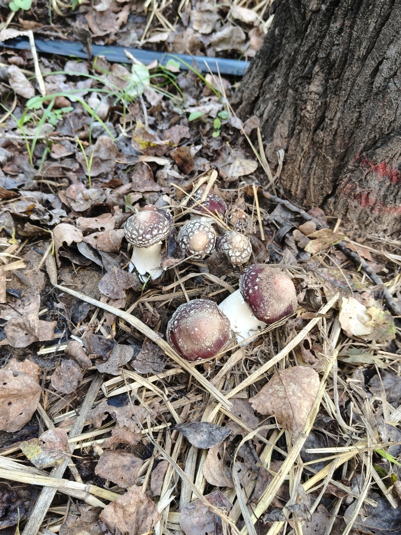 赤松茸