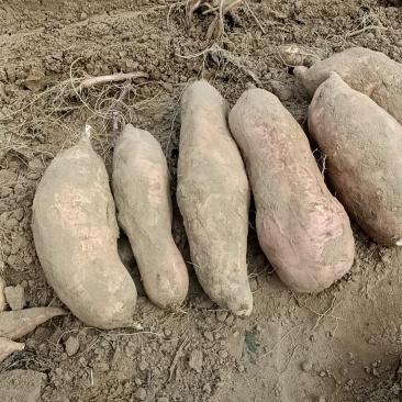 3两起黄皮黄心精品坏果烂果虫眼不装车
