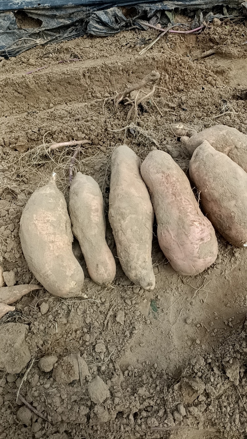 3两起黄皮黄心精品坏果烂果虫眼不装车