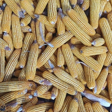 黄玉米
