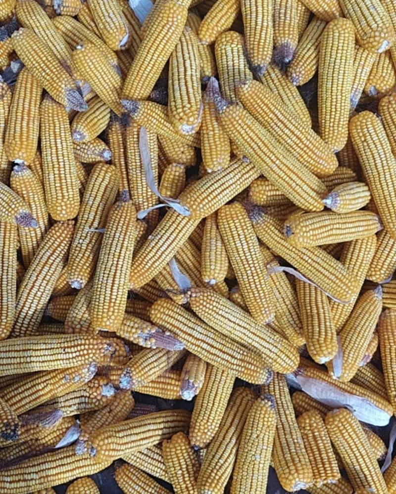 黄玉米