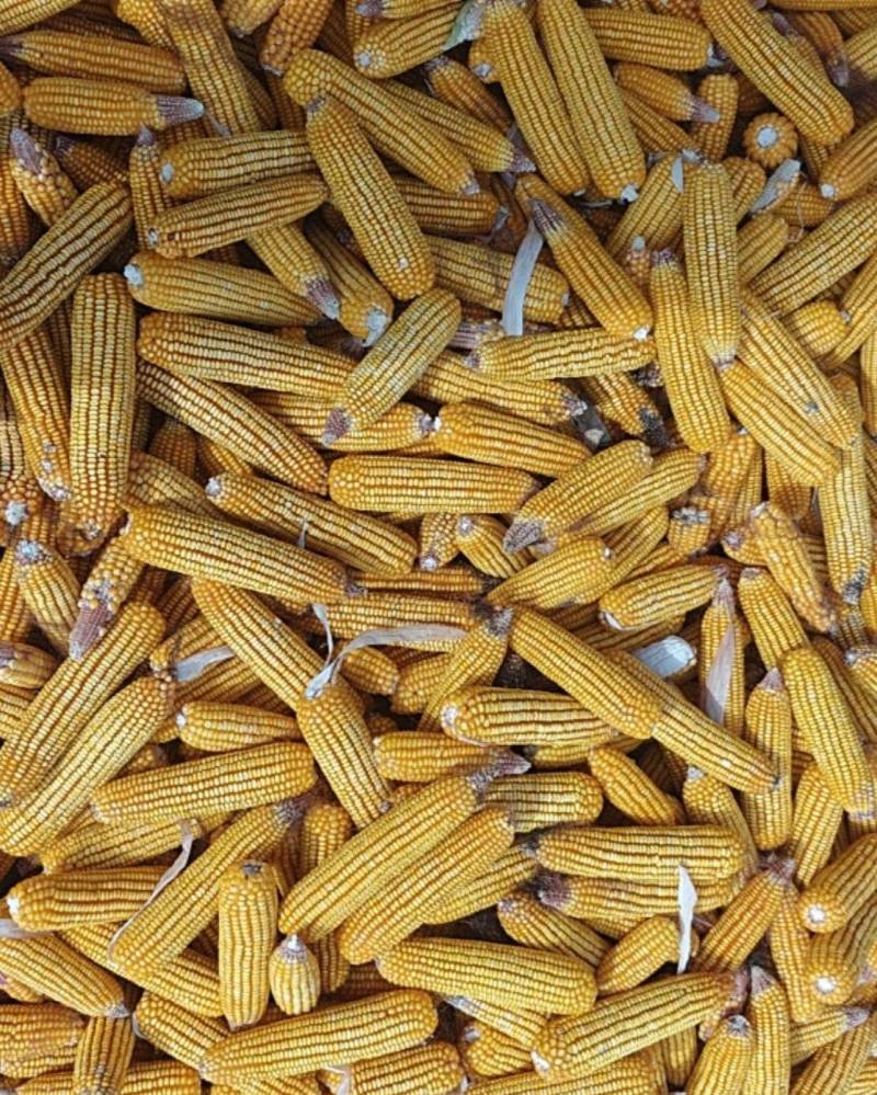 黄玉米