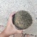 猪宝，重约2斤，自己家杀猪出来的