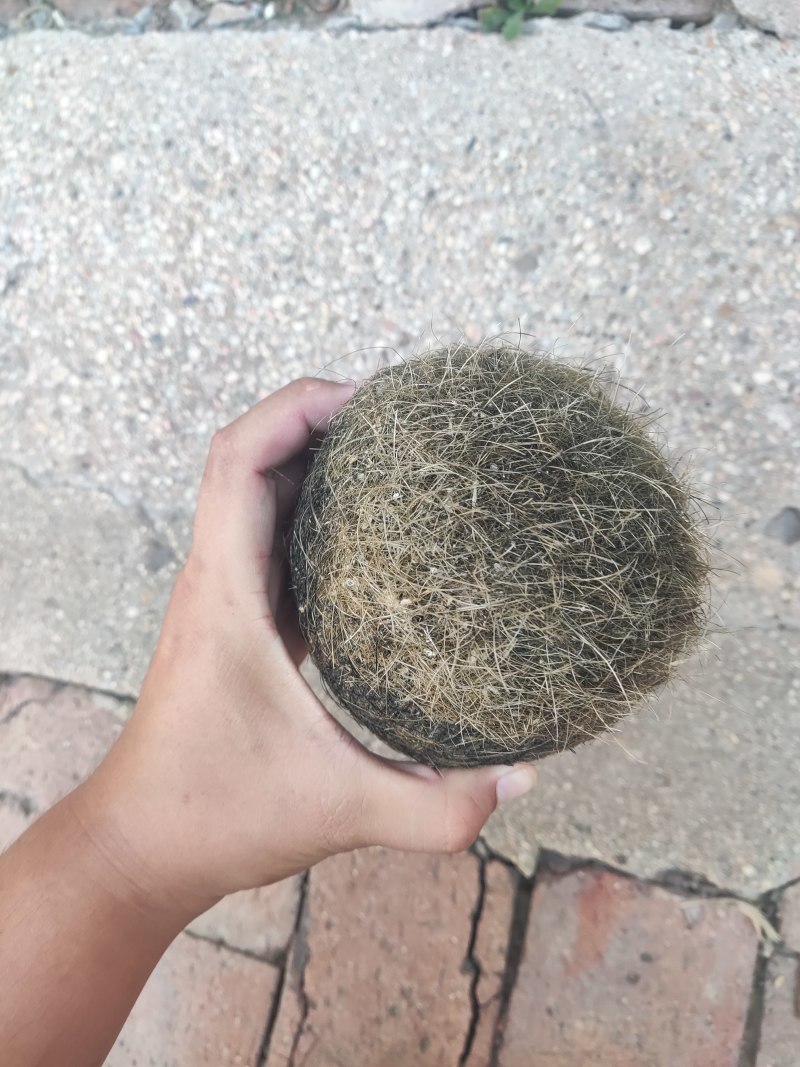 猪宝，重约2斤，自己家杀猪出来的