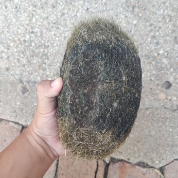 猪宝，重约2斤，自己家杀猪出来的
