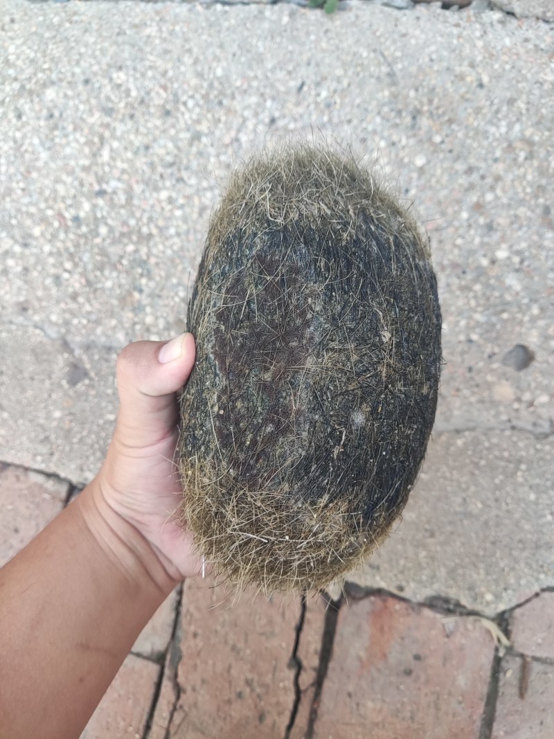 猪宝，重约2斤，自己家杀猪出来的