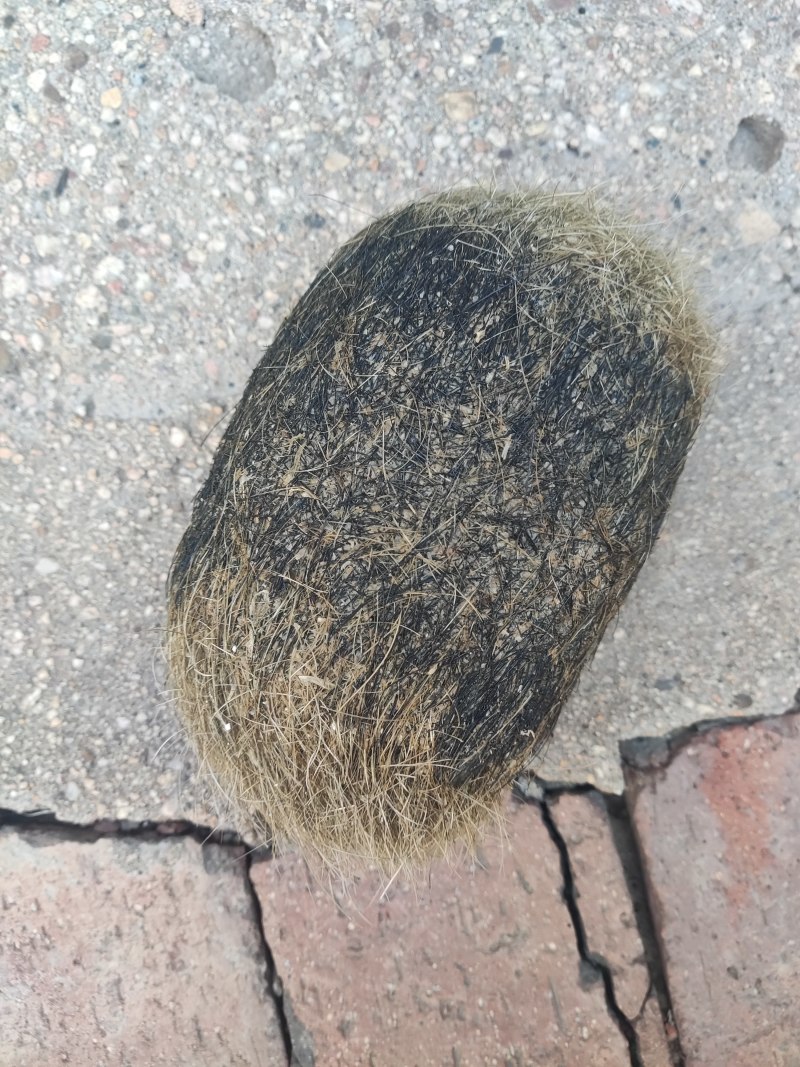 猪宝，重约2斤，自己家杀猪出来的