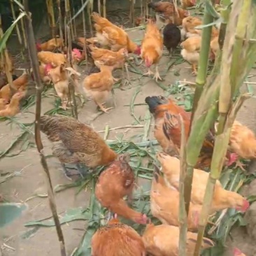 土鸡蛋