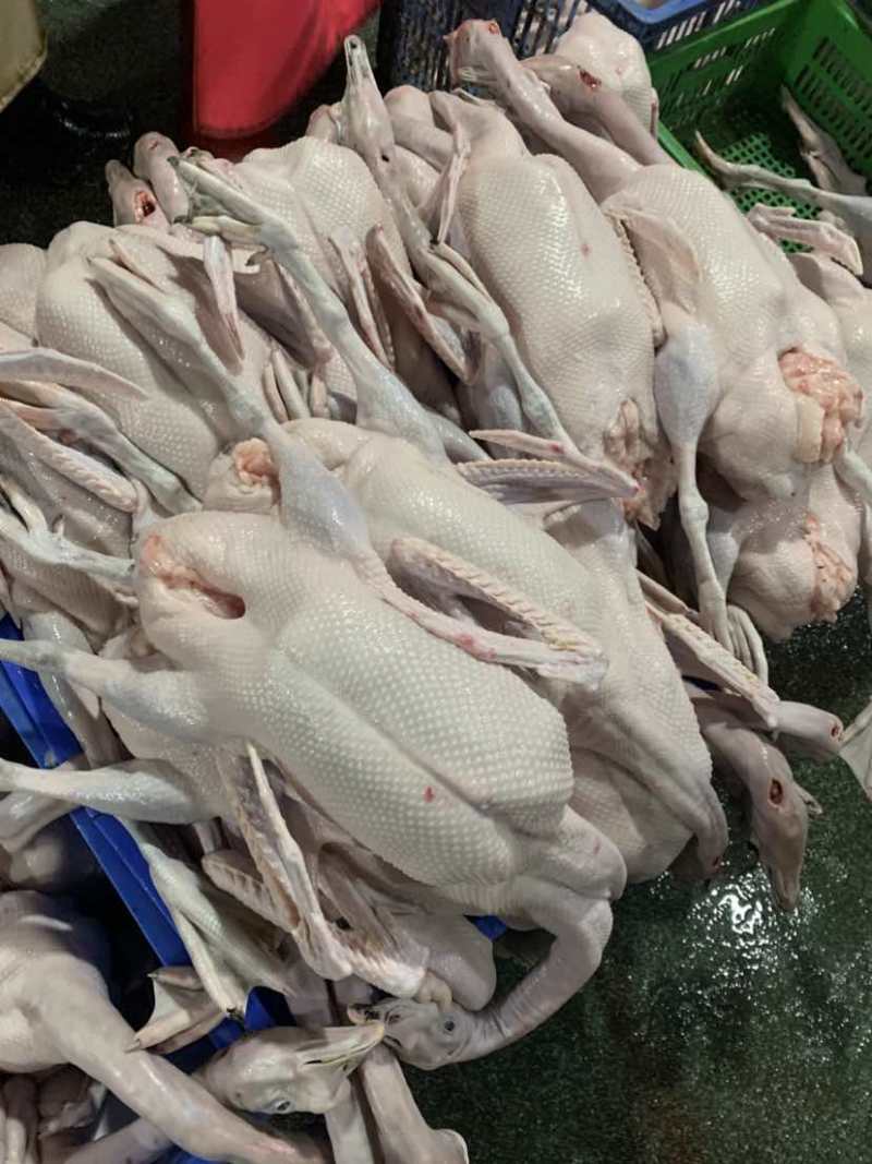 黑棕鹅光鹅