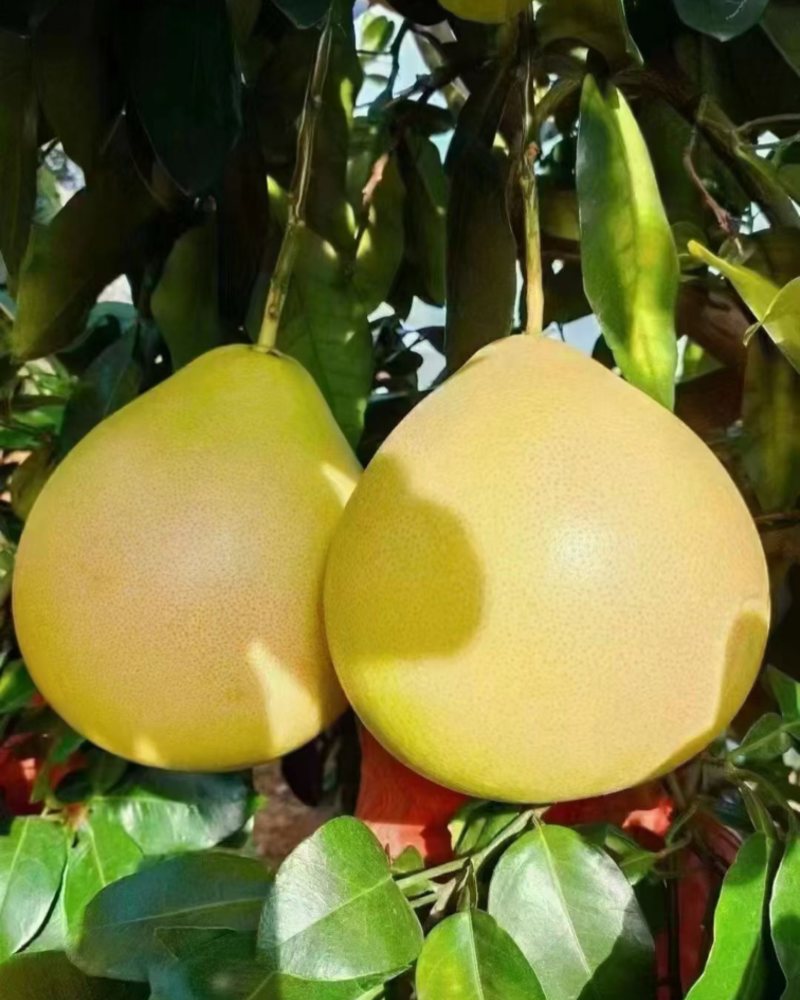 梅州蜜柚