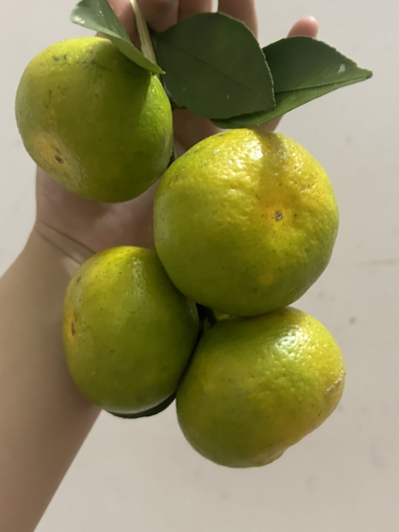 蜜橘早熟蜜橘自家种的皮薄肉厚