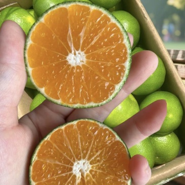 蜜橘早熟蜜橘自家种的皮薄肉厚