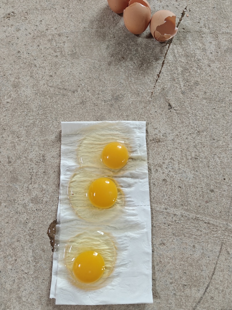 新鲜红壳鸡蛋