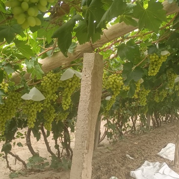 无核白葡萄