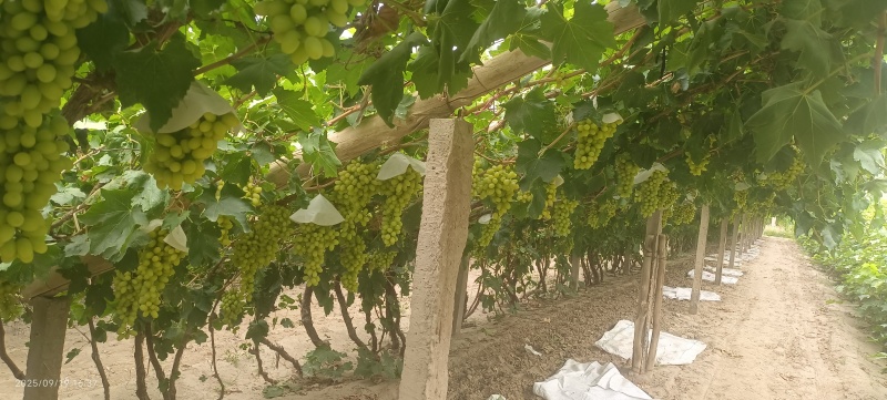 无核白葡萄