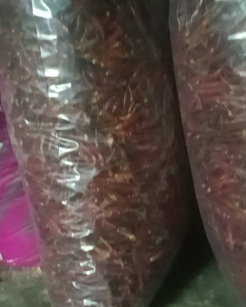 贵州魔鬼辣小米辣椒今年的新鲜晒干辣椒家庭饭店可食用