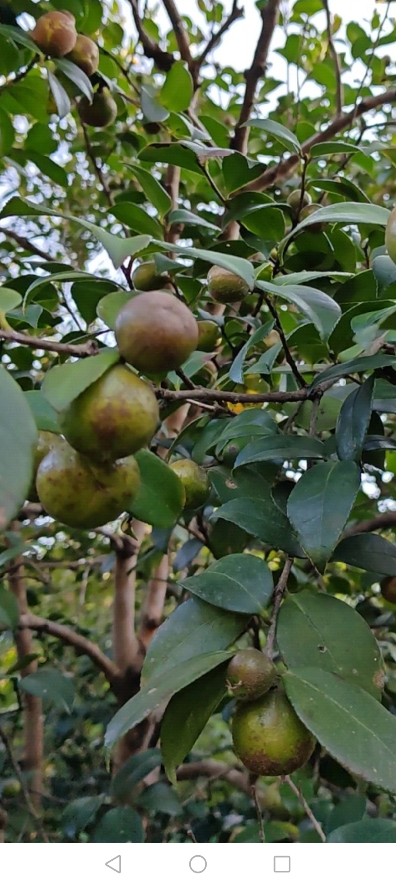 山茶仔青果