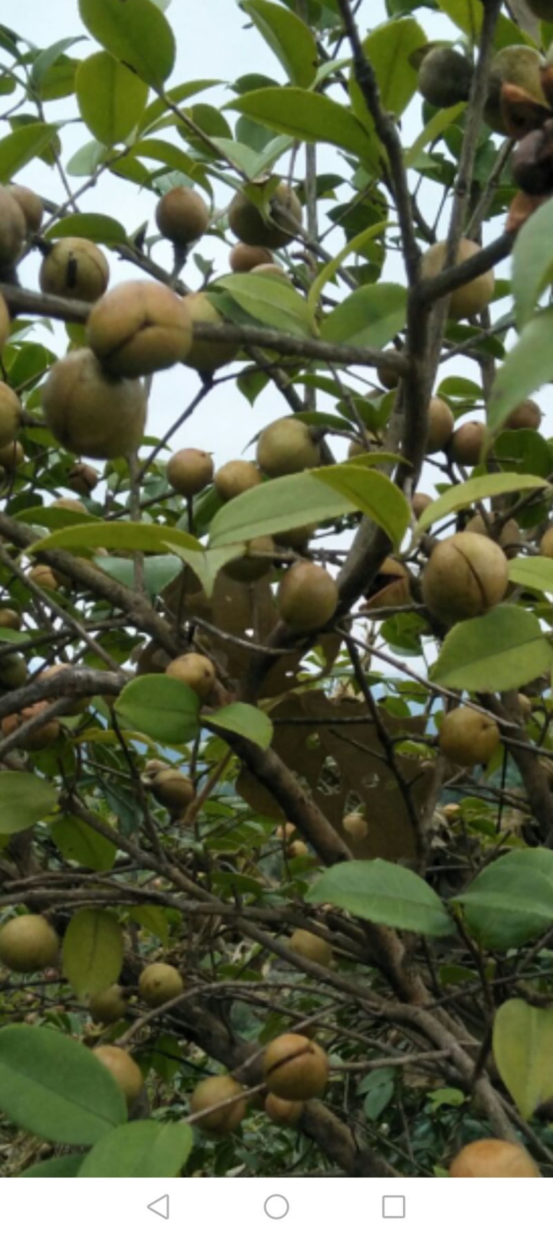 山茶仔青果
