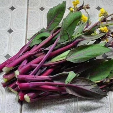 红菜苔新鲜现摘四季菜心脆甜新鲜红菜苔蔬菜多汁紫皮红