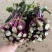 红菜苔新鲜现摘四季菜心脆甜新鲜红菜苔蔬菜多汁紫皮红