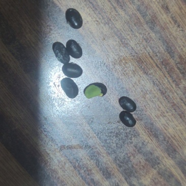 黑豆