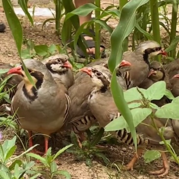 散养鹧鸪自产自销