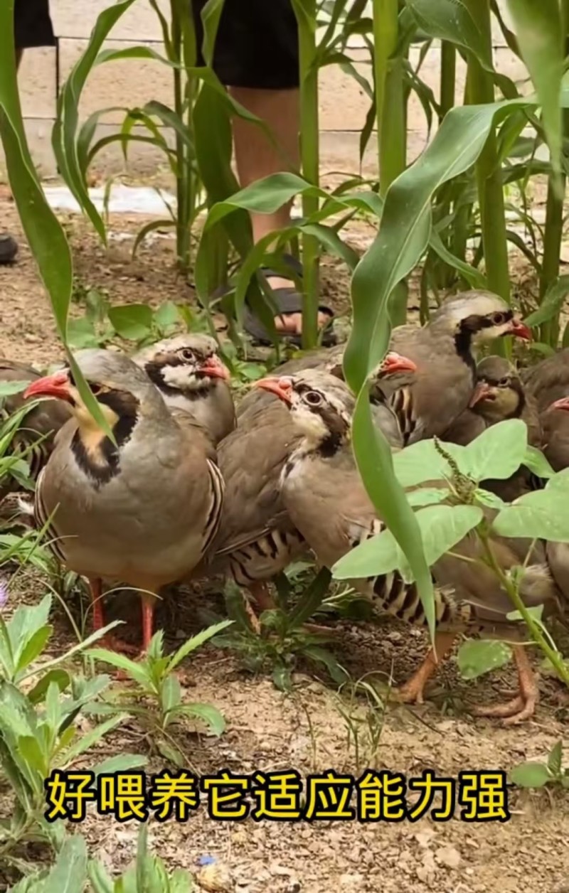 散养鹧鸪自产自销