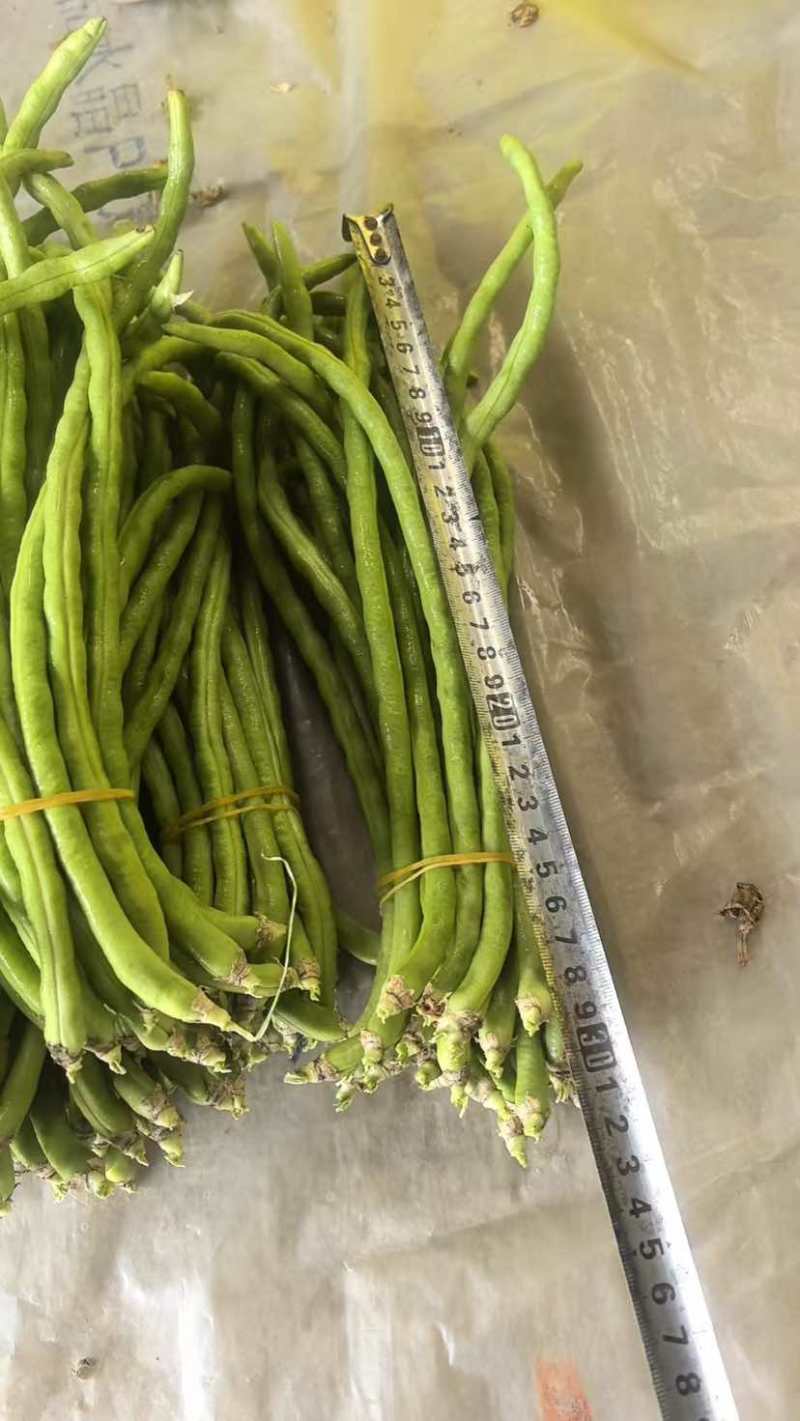 精品白玉豆