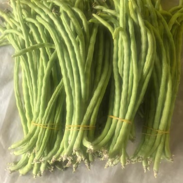 精品白玉豆