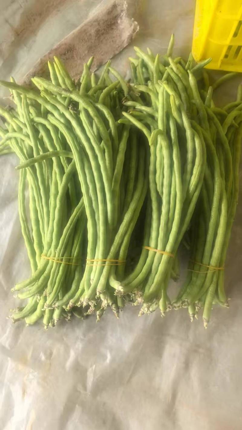 精品白玉豆