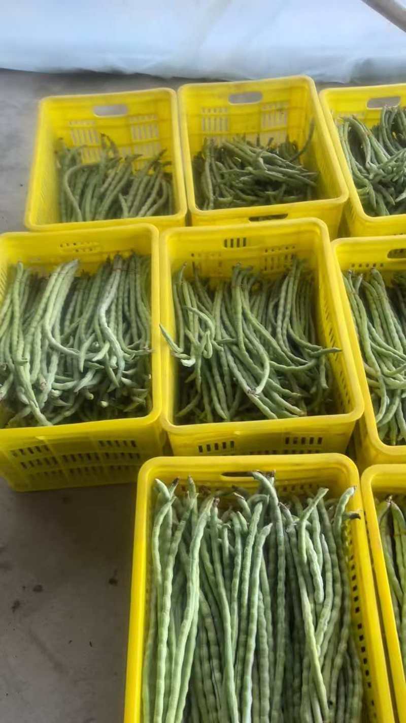 精品白玉豆
