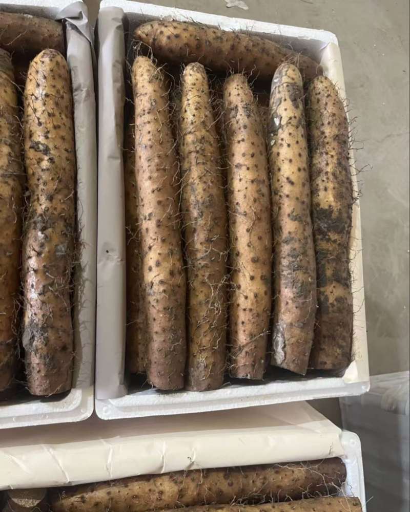 白玉山药