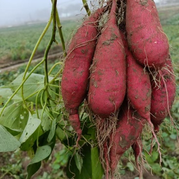 小香薯