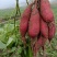 小香薯