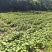 小香薯