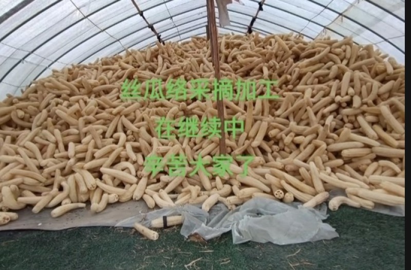 丝瓜络选货43一斤一件货起发包邮