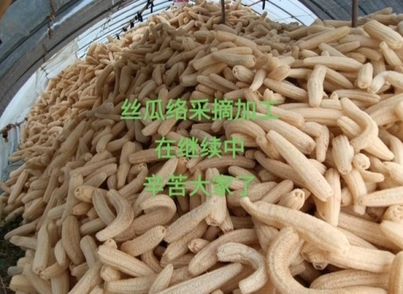 丝瓜络选货43一斤一件货起发包邮