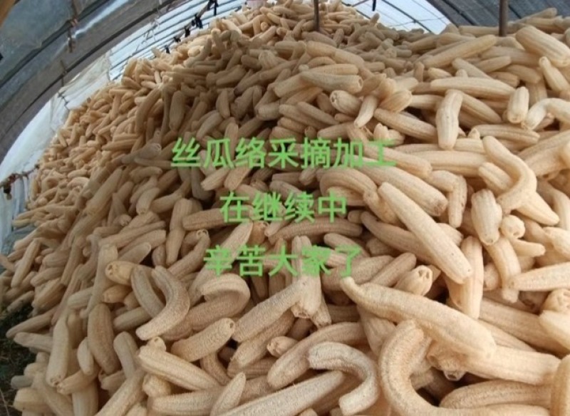 丝瓜络选货43一斤一件货起发包邮