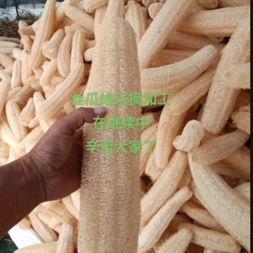 丝瓜络选货43一斤一件货起发包邮