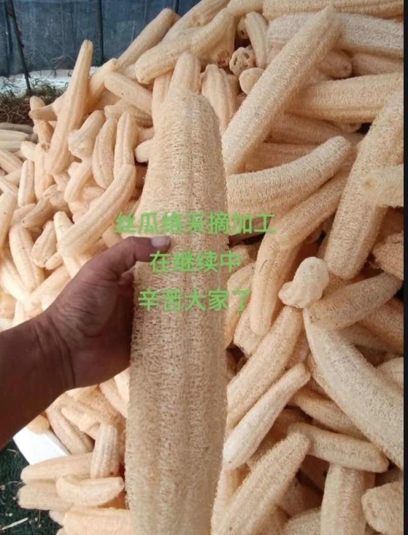 丝瓜络选货43一斤一件货起发包邮