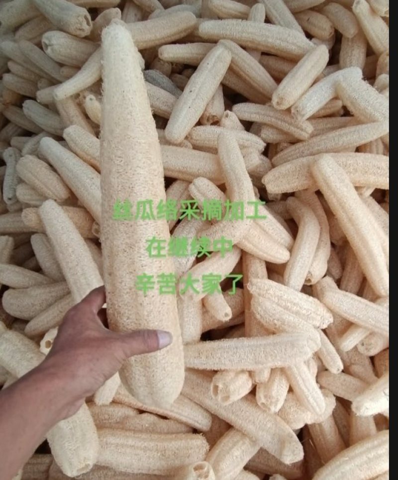 丝瓜络选货43一斤一件货起发包邮